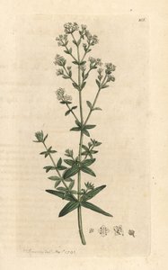 Nordisches Labkraut, Galium boreale. Handkolorierter Kupferstich nach einer Illustration von James Sowerby aus James Smiths English Botany, London