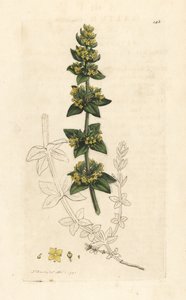 Kreuzkraut oder Glattes Labkraut, Cruciata laevipes (Galium cruciatum). Handkolorierte Kupferstichgravur nach einer Illustration von James Sowerby aus James Smiths English Botany, London