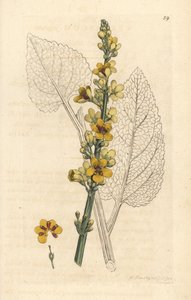 Schwarzes Wollkraut, Verbasum nigrum. Handkolorierter Kupferstich nach einer Illustration von James Sowerby aus James Smith