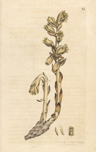 Gelbes Vogelnest, Monotropa hypopitys (Gelbes Vogelnest, Monotropa hypopithys) (Osterluzei) Handkolorierte Kupferstichgravur nach einer Illustration von James Sowerby aus James Smith