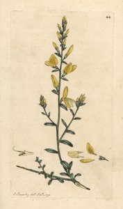Färber-Ginster oder Färber-Ginster, Genista tinctoria. Handkolorierte Kupferstichgravur nach einer Illustration von James Sowerby aus James Smith