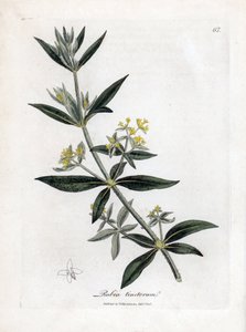 Färberkrapp, Rubia tinctorum