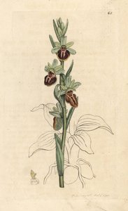 Frühblühende Spinnen-Ragwurz, Ophrys sphegodes. Handkolorierter Kupferstich nach einer Illustration von James Sowerby aus James Smith