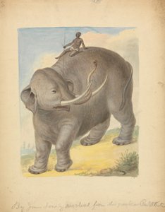 Elefant mit Reiter