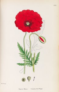 Englische Botanik, 1790-1800 von James Sowerby