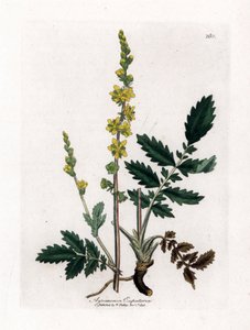 Eupatorischer Sauerampfer - Odermennig, Agrimonia eupatoria. Handkolorierte Kupferstich-Illustration von James Sowerby aus William Woodville und Sir William Jackson Hookers „Medical Botany“, John Bohn, London