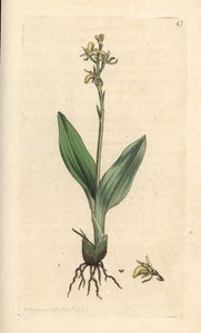 Sumpf-Stendelwurz, Liparis loeselii von James Sowerby