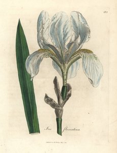 Florentiner Schwertlilie, Iris florentina