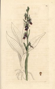 Fliegen-Ragwurz, Ophrys insectifera. Handkolorierter Kupferstich nach einer Illustration von James Sowerby aus James Smiths English Botany, London