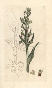 Frosch-Orchidee, Dactylorhiza viridis. Handkolorierter Kupferstich nach einer Illustration von James Sowerby aus James Smiths English Botany, London