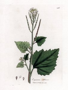 Knoblauchsrauke, Alliaria petiolata. Handkolorierte Kupferstichgravur aus einer botanischen Illustration von James Sowerby aus William Woodville und Sir William Jackson Hooker