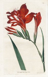 Glaieul-Kardinal - Lithographie von James Sowerby (1757-1822), aus dem Botanical Magazine von William Curtis (1746-1799)