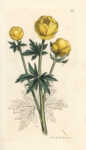 Trollblume, Trollius europaeus