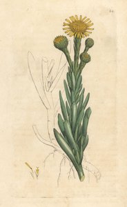 Goldene Queller, Limbarda crithmoides
