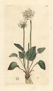 Herzblatt, Parnassia palustris