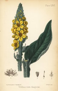 Großes Wollkraut, Verbasum thapsus. Handkolorierte Lithographie von Charlotte Caroline Sowerby nach einer Illustration von James Sowerby aus Edward Hamilton