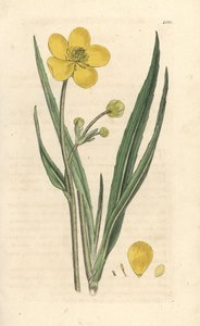 Großes Zungenkraut, Ranunculus lingua. Handkolorierter Kupferstich nach einer Illustration von James Sowerby aus James Smith