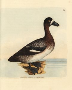 Bergente, Aythya marila, Weibchen (Weißgesichtente, Anas fraenata). Handkolorierte Kupferstichgravur von James Sowerby aus The British Miscellany, oder Coloured figures of new, rare, or little known animal subjects. von James Sowerby