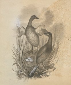 Lappentaucher von James Sowerby