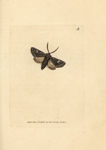 Grünlich gefleckte Motte, Valeria oleagina. Handkolorierter Kupferstich von James Sowerby aus The British Miscellany, or Coloured figures of new, rare, or little known animal subjects