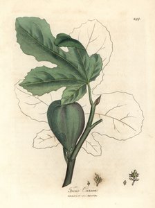 Grüne Feige, Frucht, Blätter, Blattumriss, Ficus carica von James Sowerby