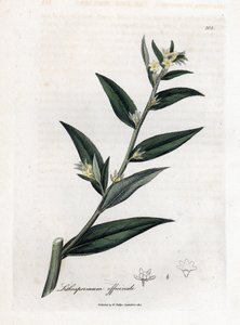 Steinsame, Lithospermum officinale. Handkolorierter Kupferstich aus einer botanischen Illustration von James Sowerby aus William Woodville und Sir William Jackson Hooker