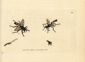 Haarige Sandwespe, Podalonia hirsuta