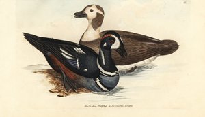 Krickente, Histrionicus histrionicus (Anas histrionica). Männchen und Weibchen. Handkolorierte Kupferstichgravur von James Sowerby aus The British Miscellany, oder Coloured figures of new, rare, or little known animal subjects. von James Sowerby
