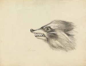 Kopf eines Waschbären von James Sowerby
