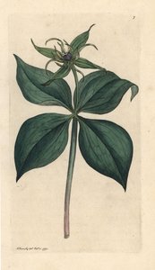 Vierblättrige Einbeere, Paris quadrifolia. Handkolorierter Kupferstich nach einer Illustration von James Sowerby aus James Smiths English Botany, London