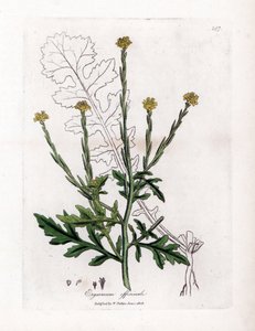 Kraut mit Sängern oder Hecken-Kresse - Hecken-Senf, Erysium officinale