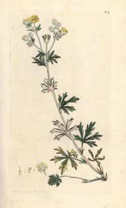 Silber-Fingerkraut, Potentilla argentea. Handkolorierter Kupferstich nach einer Illustration von James Sowerby aus James Smiths English Botany, London von James Sowerby