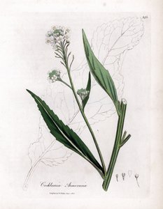 Meerrettich oder Kren - Meerrettich, Armoracia rusticana. Handkolorierte Kupferstichgravur aus einer botanischen Illustration von James Sowerby aus William Woodville und Sir William Jackson Hooker