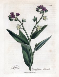Hundszunge, Cynoglossum officinale. Handkolorierter Kupferstich aus einer botanischen Illustration von James Sowerby aus William Woodville und Sir William Jackson Hooker