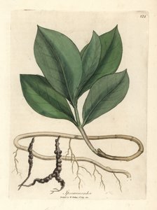 Ipecacuanha