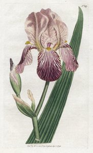 Iris mit Holunderduft - Lithografie von James Sowerby (1757-1822), Platte aus William Curtis