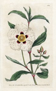 Ladanifere oder Ledon Cistus - Lithographie von James Sowerby, aus dem Botanical Magazine von William Curtis von James Sowerby