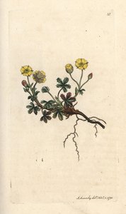 Großblütige Fingerkraut, Potentilla grandiflora. Handkolorierter Kupferstich nach einer Illustration von James Sowerby aus James Smiths English Botany, London von James Sowerby