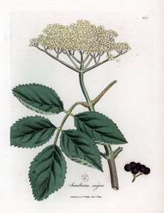 Großer Holunder oder Schwarzer Holunder - Gemeiner Schwarzer Holunder, Sambucus nigra. Handkolorierte Kupferstichgravur aus einer botanischen Illustration von James Sowerby aus William Woodville und Sir William Jackson Hooker
