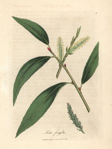 Blätter und Kätzchen der Bruchweide, Salix fragilis