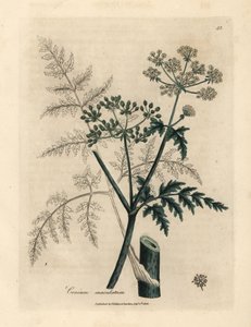 Blätter und Blüten des Schierlings, Conium maculatum