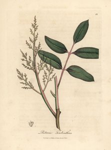 Blätter und Blüten des Chianbaums oder Zypressen-Terpentinbaums, Pistacia terebinthus