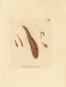Blutegel, Hirudo circulans. Handkolorierter Kupferstich von James Sowerby aus The British Miscellany, oder Coloured figures of new, rare, or little known animal subjects.
