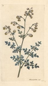Kleines Wiesenrauten, Thalictrum minus. Handkolorierter Kupferstich nach einer Illustration von James Sowerby aus James Smiths English Botany, London von James Sowerby