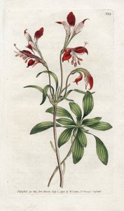 Lilie der Inkas oder Peru-Lilie - Lithographie von James Sowerby (1757-1822), Platte aus dem Botanischen Magazin von William Curtis (1746-1799)