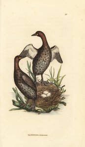 Zwergtaucher, Tachybaptus ruficollis (Kleiner Schwarzkehltaucher, Colymbus hebridicus?). Paar auf Nest mit drei Eiern. Handkolorierte Kupferstichgravur von James Sowerby aus The British Miscellany, oder Coloured figures of new, rare, or little known animal von James Sowerby