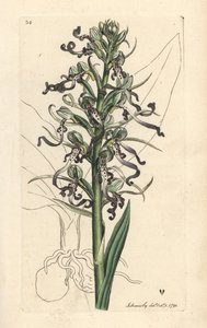 Eidechsen-Orchidee, Himantoglossum hircinum (Eidechsen-Satyrion oder Orchis, Satyrium hircinum). Handkolorierter Kupferstich nach einer Illustration von James Sowerby aus James Smiths English Botany, London von James Sowerby