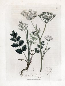 Locage Saxifrage - Burnet Saxifrage, Pimpinella saxifraga. Handkolorierte Kupferstichgravur von James Sowerby aus William Woodville und Sir William Jackson Hooker