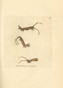 Langhorn-Assel, Astacilla longicornis