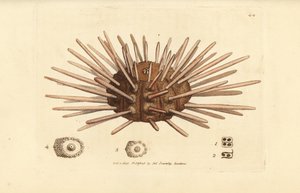 Langstachelige Seeigel, Cidaris cidaris von James Sowerby